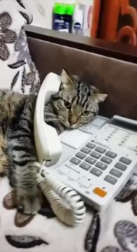 video2025-05-2417-25-43